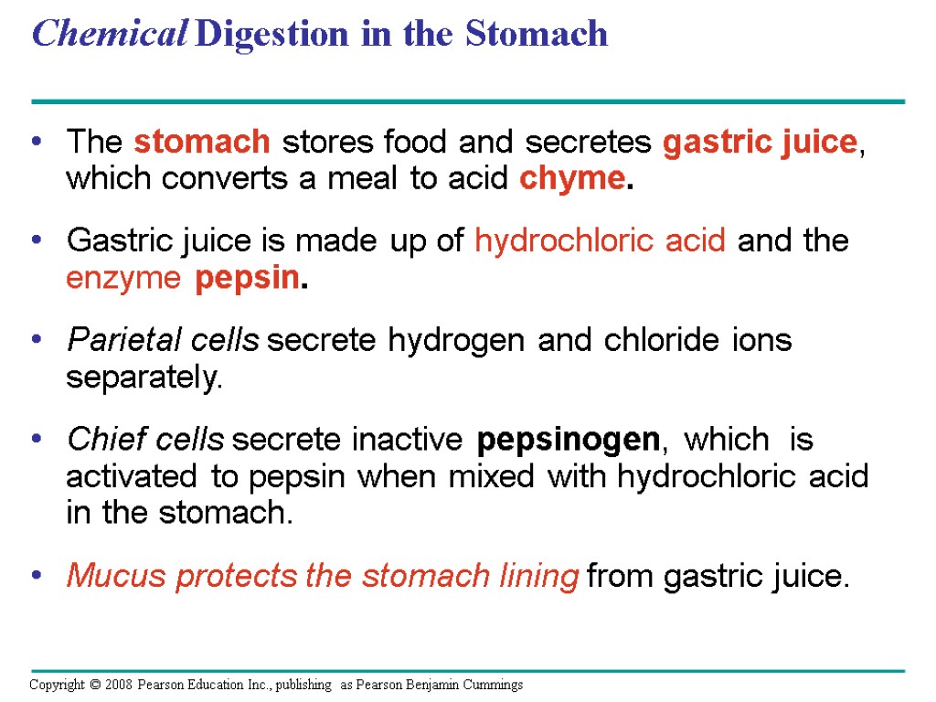 Chemical Digestion in the Stomach The stomach stores food and secretes gastric juice, which
